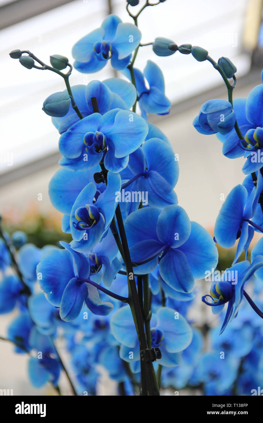 Branche avec de belles fleurs tropicales orchidée bleu tendre Banque D'Images