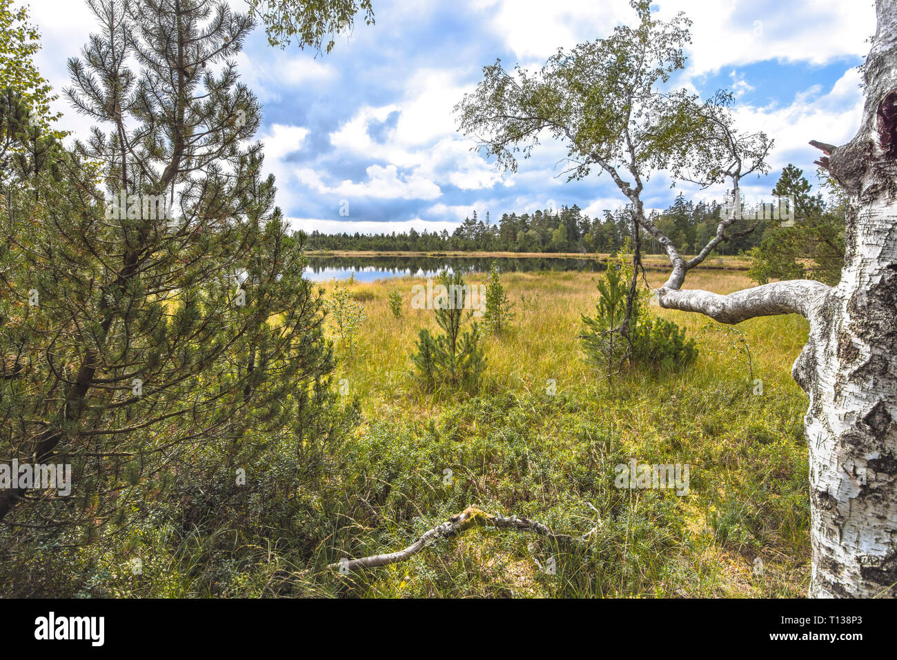 Désert de l'amarrer à Kaltenbronn Wildsee, réserve naturelle dans le Nord de la Forêt Noire, en Allemagne, territoire Bad Wildbad Banque D'Images