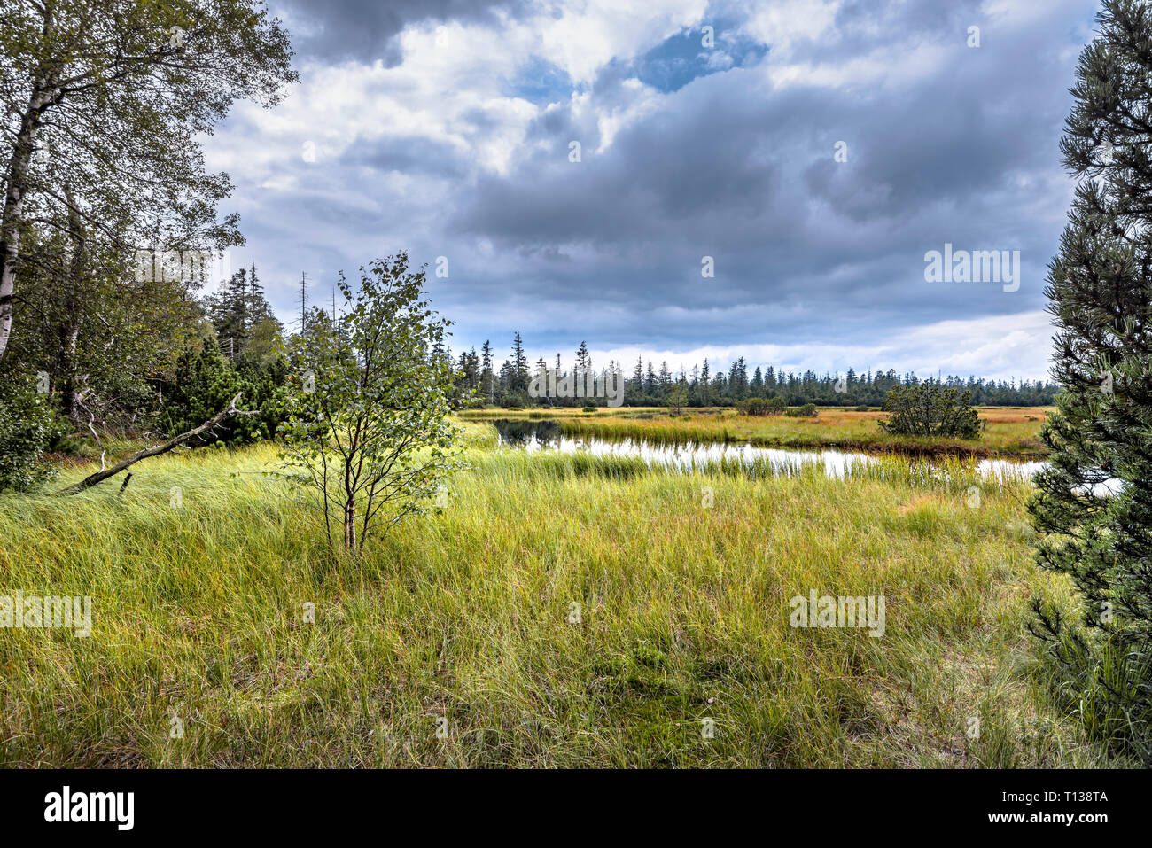 Tourbière du Hohlohsee relevée au niveau du hameau Kaltenbronn, centre/nord du Parc Naturel de la Forêt Noire, en Allemagne, territoire de Gernsbach Banque D'Images