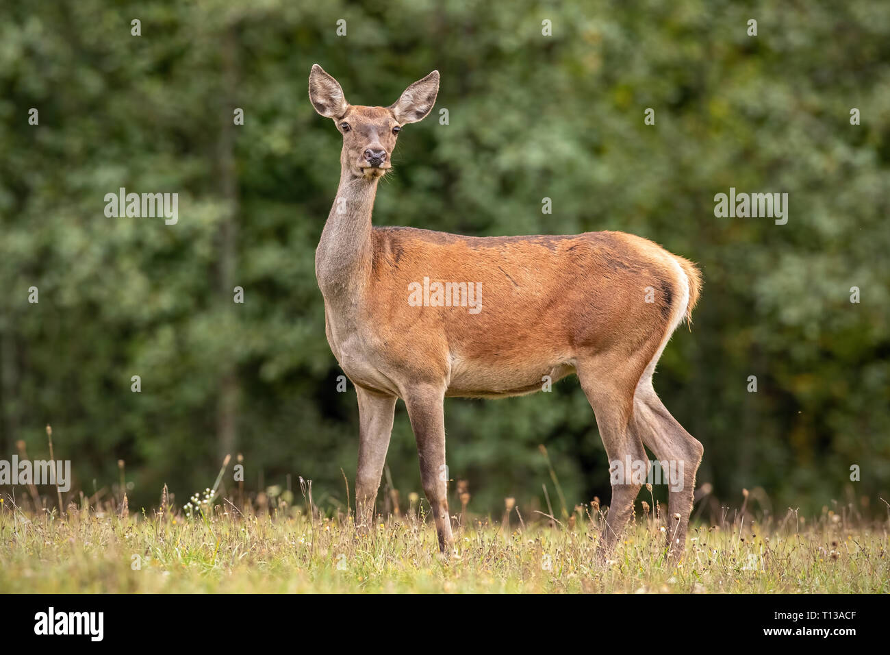 Été la nature paysages de wild red deer hind Banque D'Images