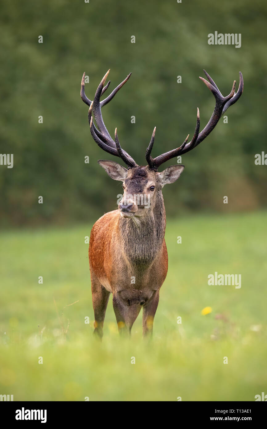 Close-up of a red deer stag en été avec grand panache face à l'appareil photo Banque D'Images