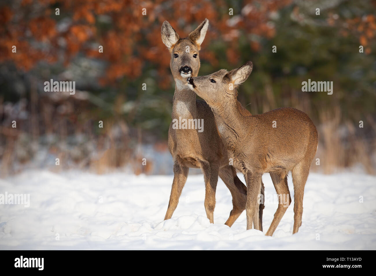 Mère et fils le Chevreuil, Capreolus capreolus, dans la neige en hiver. Banque D'Images