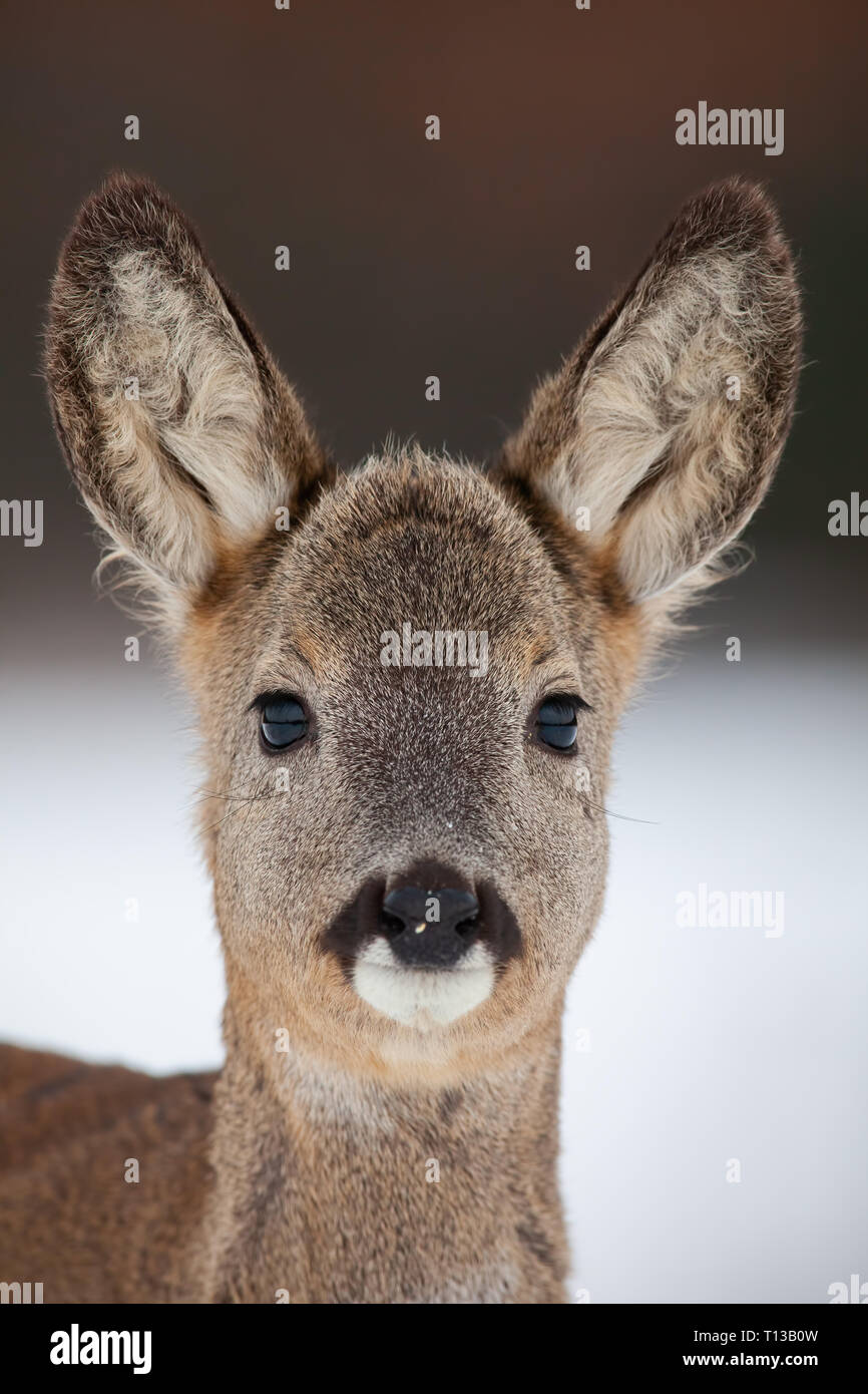 Portrait de Chevreuil, Capreolus capreolus, en hiver. Banque D'Images