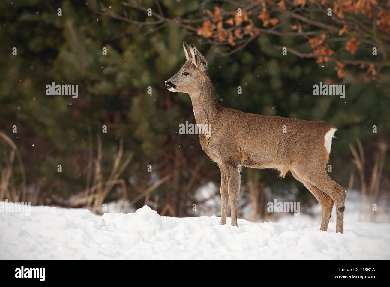 Chevreuil, Capreolus capreolus, dans la neige en hiver. Banque D'Images