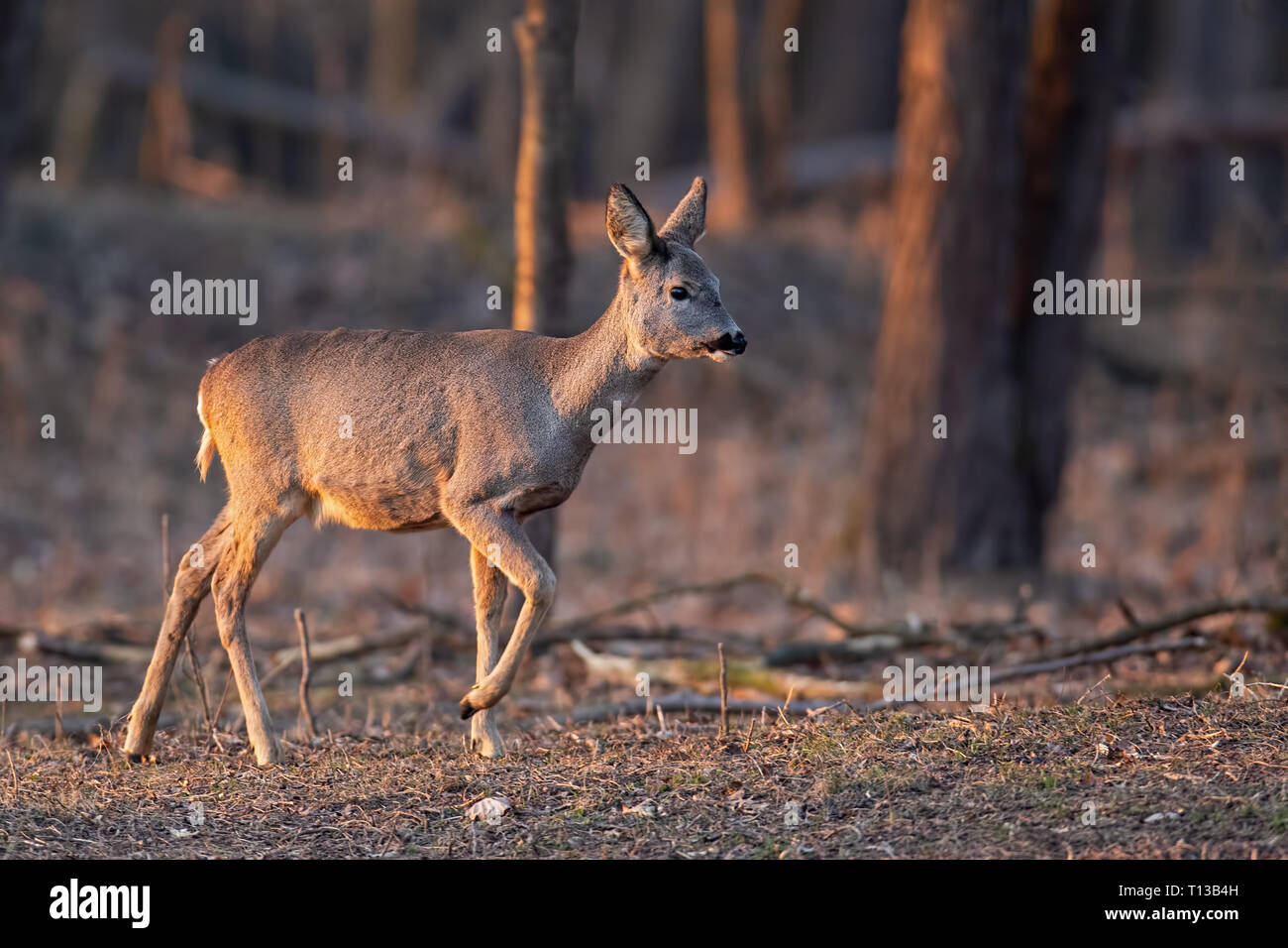 Chevreuil, Capreolus capreolus, le doe marche à travers une forêt au coucher du soleil. Banque D'Images