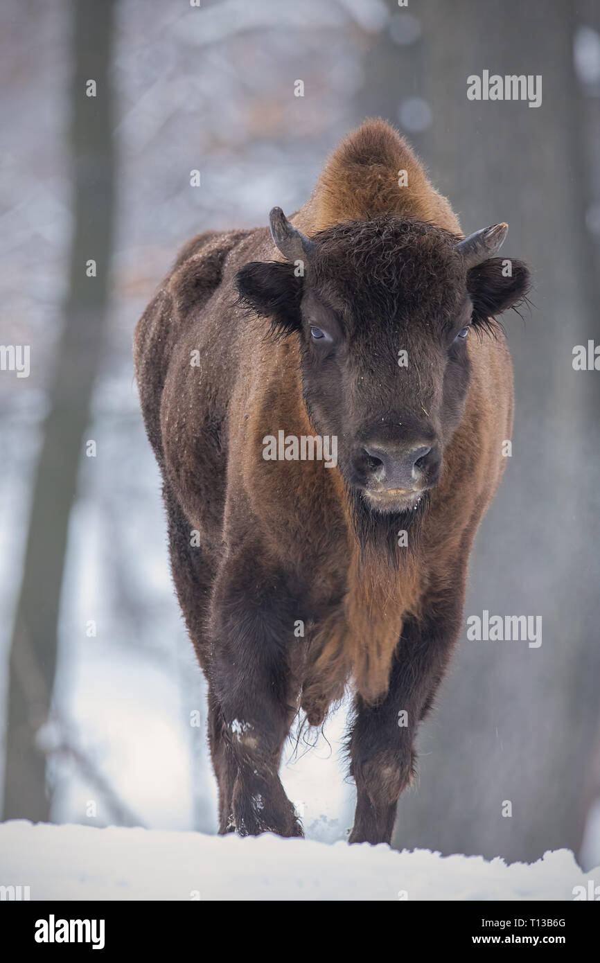 Bison d'Europe, le bison bonasus, dans la forêt avec de la neige. Banque D'Images