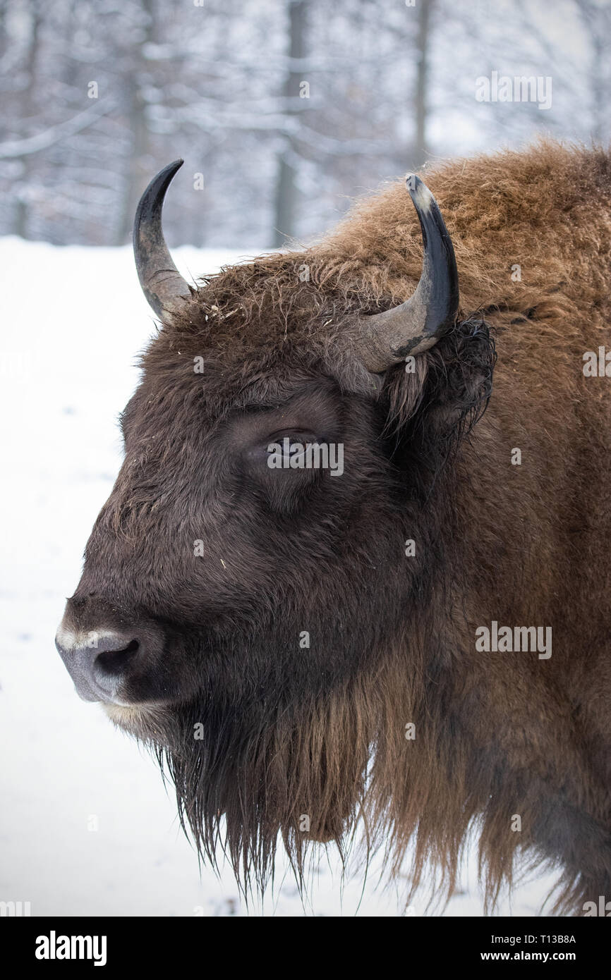Portrait d'bison, Bison bonasus, en hiver avec de la neige dans l'arrière-plan. Banque D'Images