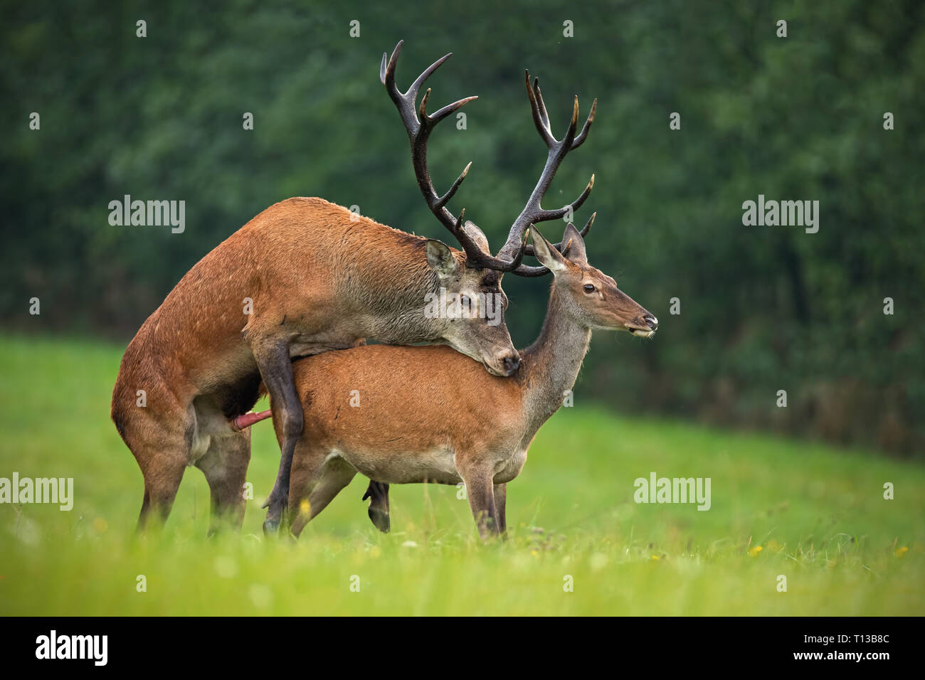 S'accouplant red deer, Cervus elaphus, couple in autmn. Banque D'Images
