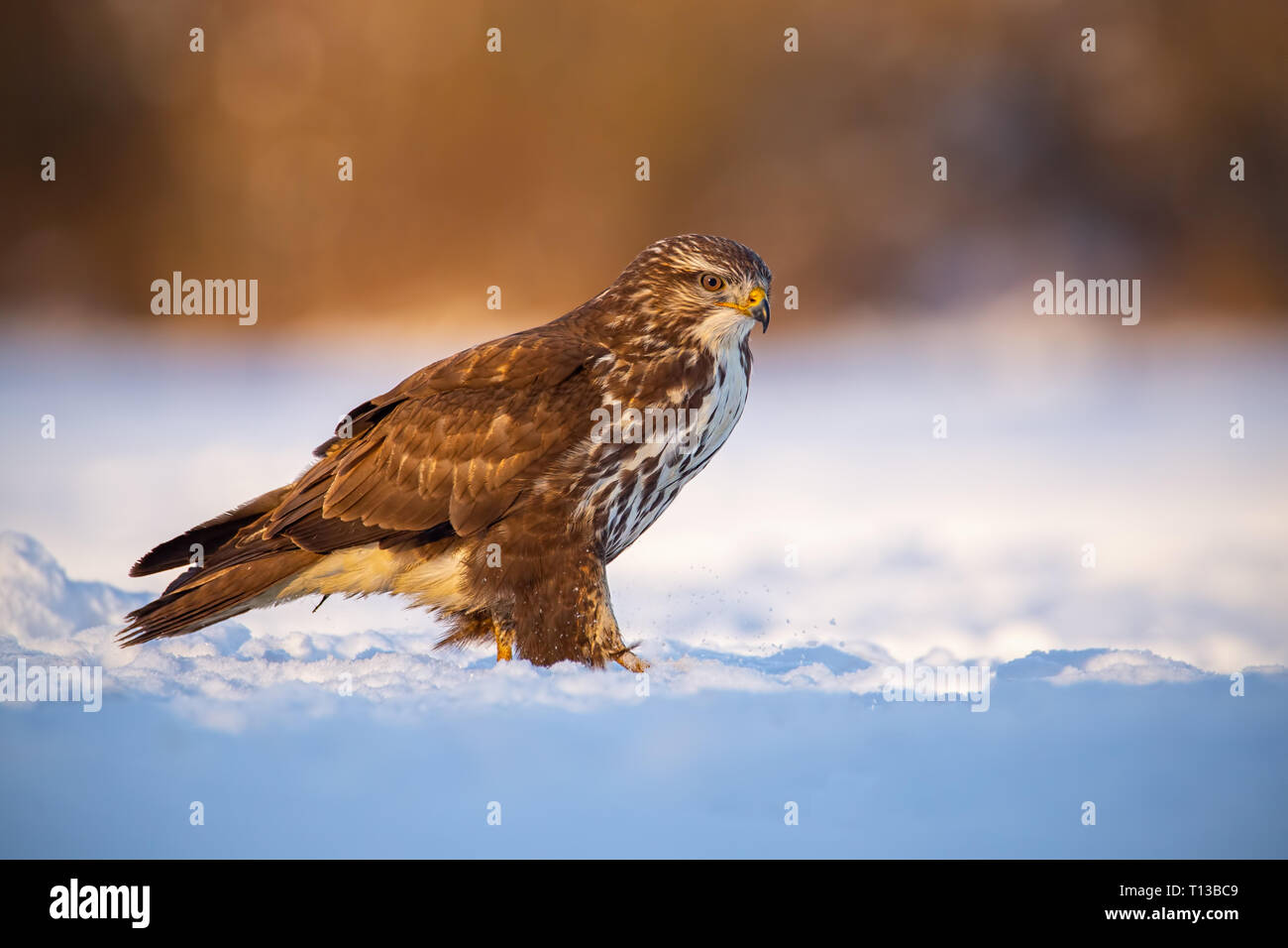 Buse variable, Buteo buteo, en hiver sur une neige au coucher du soleil Banque D'Images