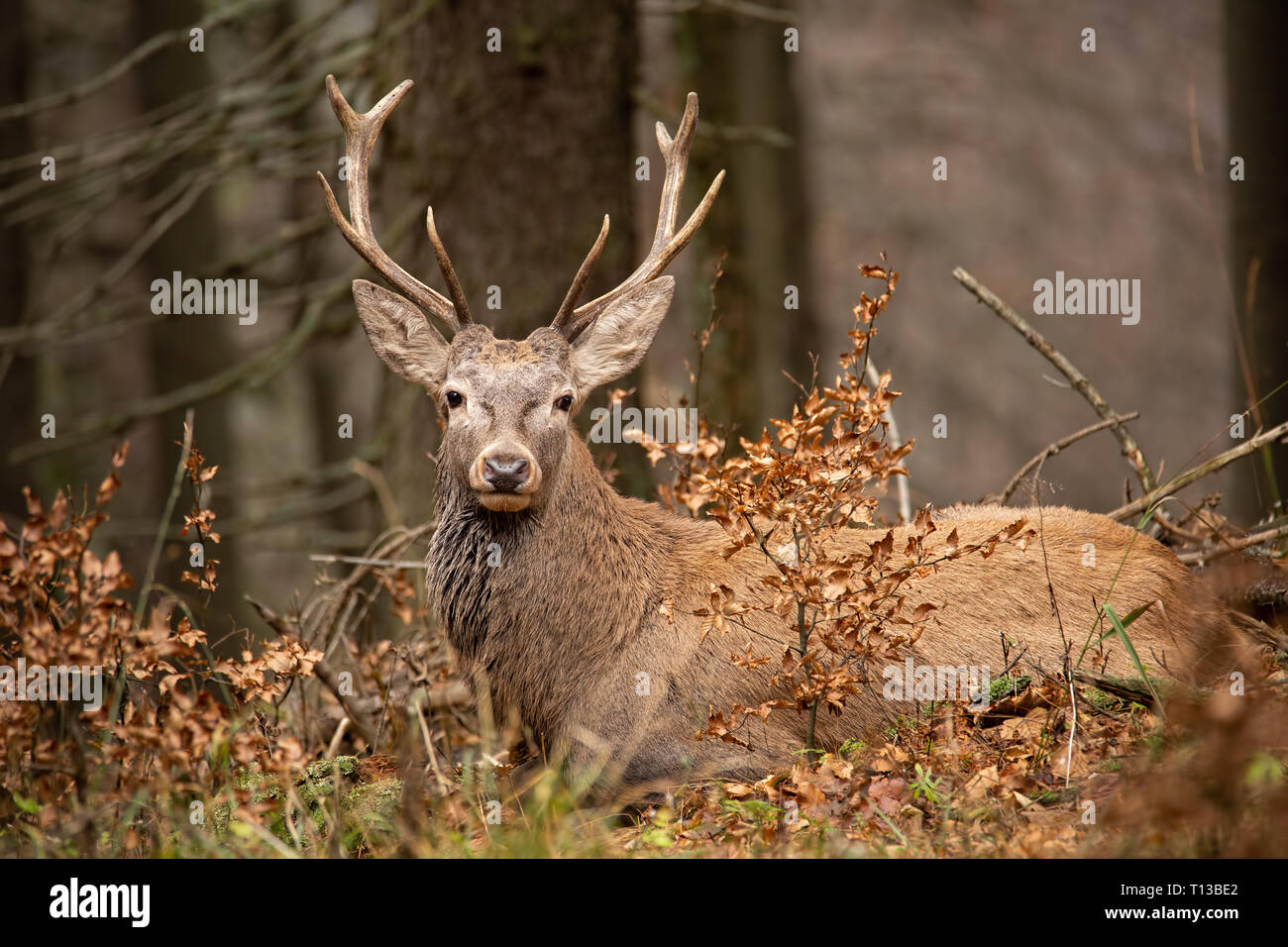 Red Deer (Cervus elaphus, situé dans la forêt d'automne. Banque D'Images