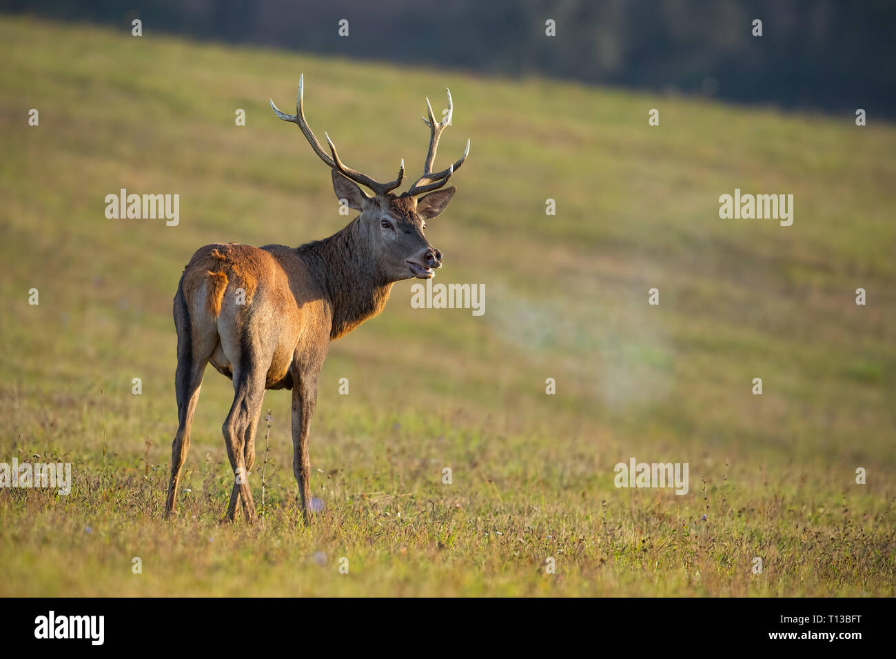 Red Deer, Cervus elaphus, stag en rut respirer la vapeur. Banque D'Images