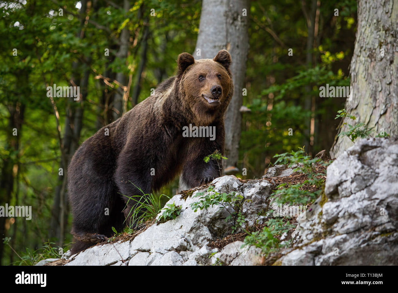 ours-brun-ursus-arctos-dans-le-parc-animalier-banque-de-photographies