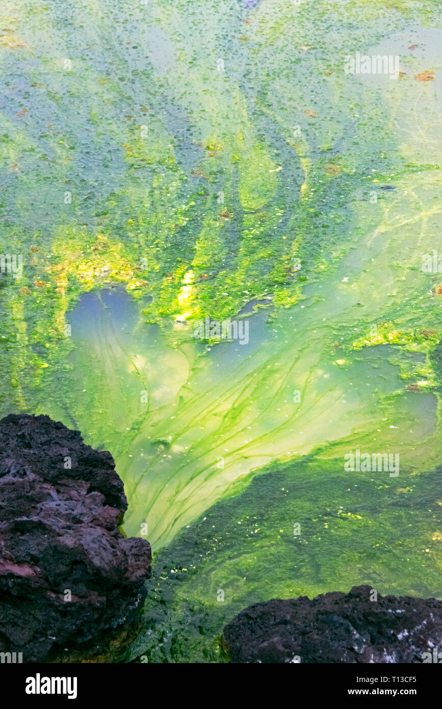 Les algues vertes sur la surface de l'eau, Blue Lagoon, Islande Banque D'Images