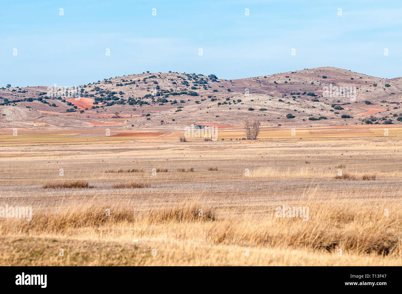 Paysage de la lagune de Gallocanta, parc naturel, Bello, Aragon, Espagne Banque D'Images