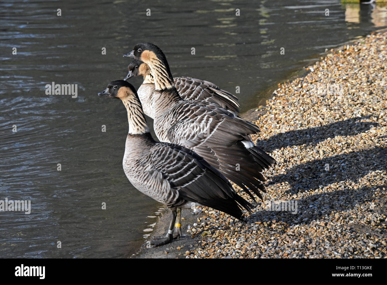 Trois Oies hawaïennes ou Nene (Branta sandvicensis) debout à côté d'un lac dans le sud de l'Angleterre Banque D'Images