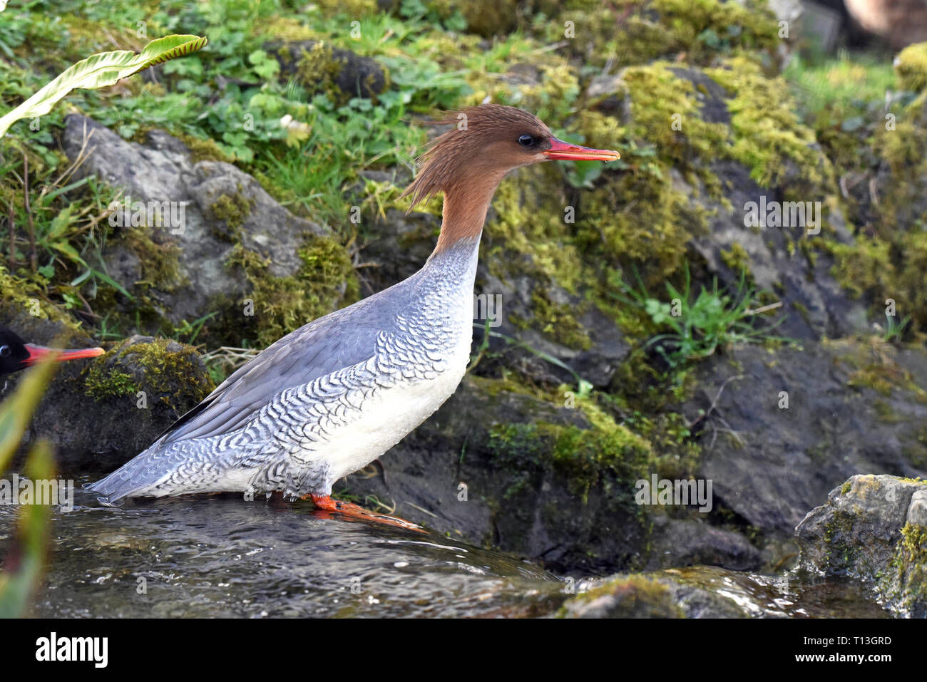 Une femelle adulte Scaly-verso Grand Harle (Mergus squamatus) debout dans un petit ruisseau dans le sud de l'Angleterre Banque D'Images