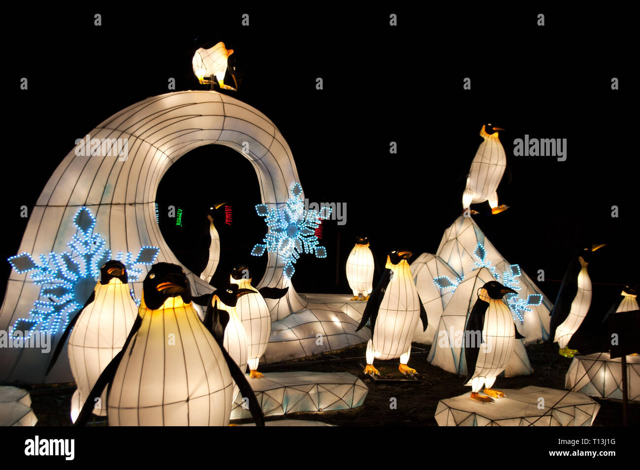 L'installation de lanternes chinoises avec penguin chiffres et flocons illuminés de nuit Banque D'Images