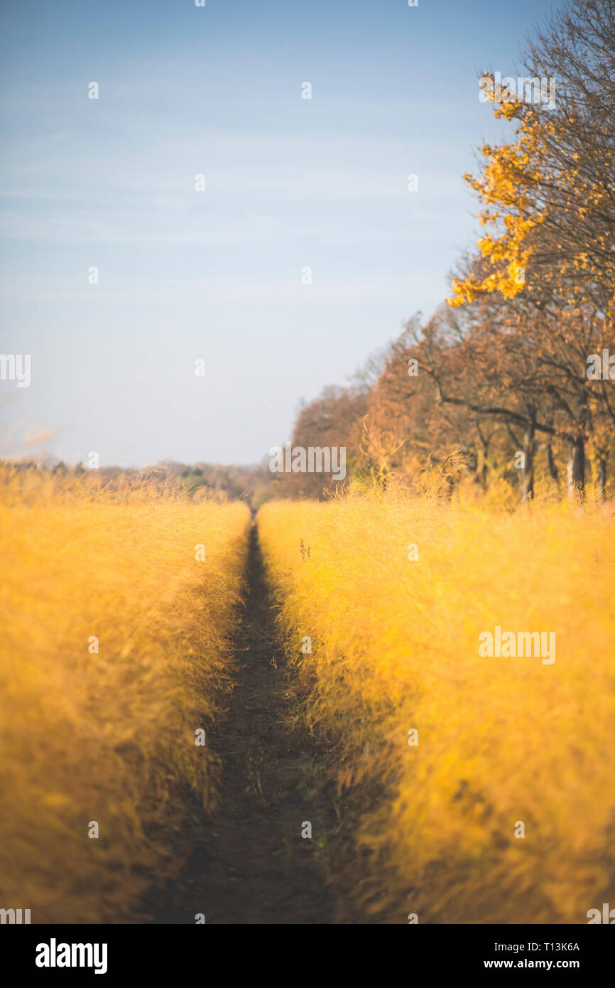 Champ d'asperges en automne Banque D'Images