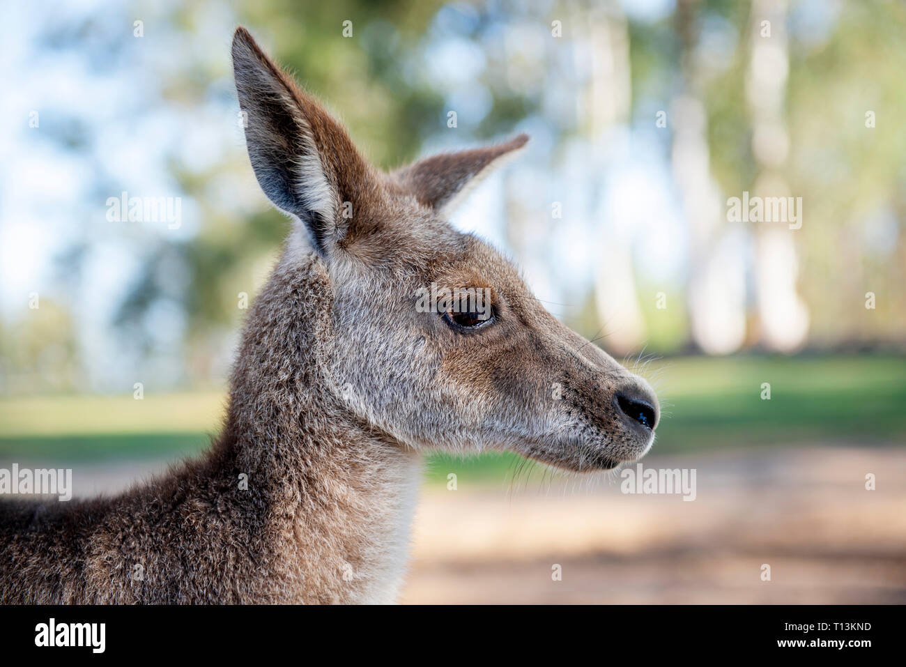 L'Australie, Brisbane, portrait de kangaroo Banque D'Images