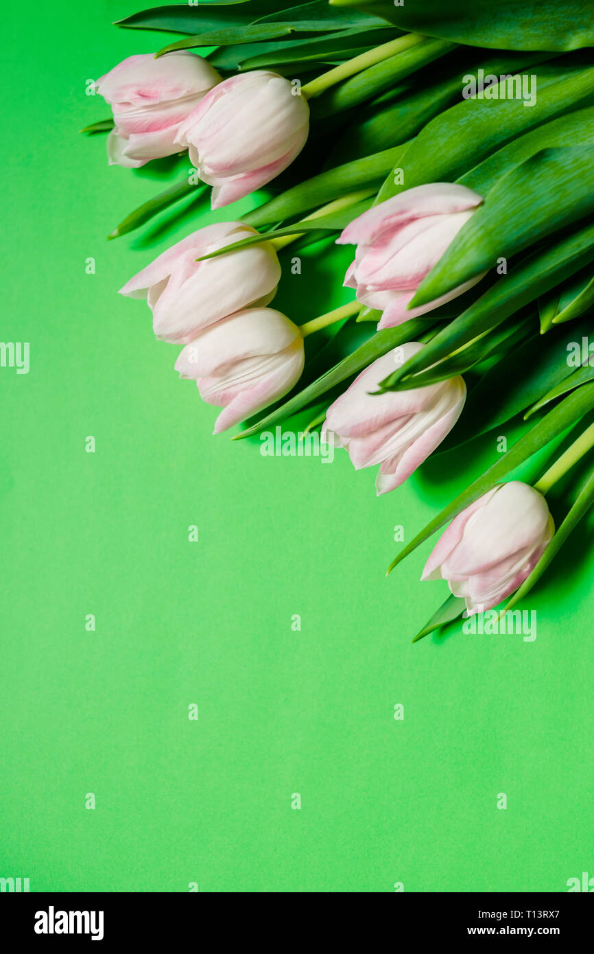 Happy mother's day, tulipe rose sur fond vert. carte de souhaits concept. fleurs de printemps télévision lay.Mother's Day Greeting card.fleurs de printemps pour Banque D'Images