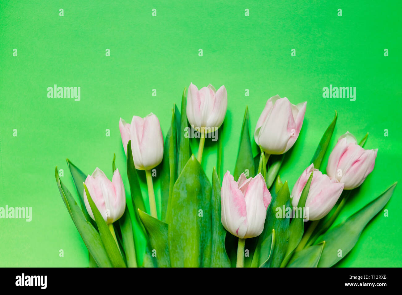 Happy mother's day, tulipe rose sur fond vert. carte de souhaits concept. fleurs de printemps télévision lay.Mother's Day Greeting card.fleurs de printemps pour Banque D'Images