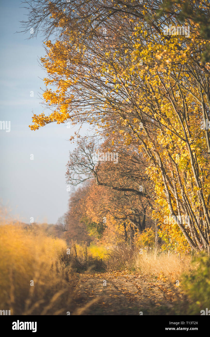 À côté de la forêt de champ d'asperges en automne Banque D'Images