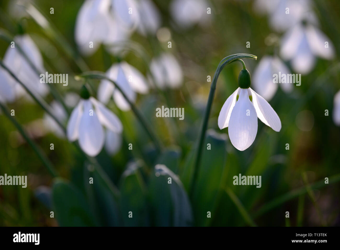 Snowdrop Galanthus elwesii,,,les perce-neige,rétro,éclairage lumière dramatique,soleil,printemps, fleur, fleurs, floraison, touffe,blanc,marques,bouquets,ma Banque D'Images