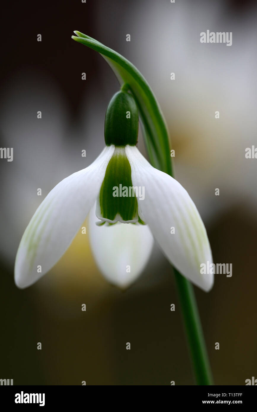 Emerald Isle,snowdrop Galanthus perce-neige,irlandais,snowdrop hybride,vert,virescent,marques,printemps fleurs,fleurs,Fleurs,RM Banque D'Images