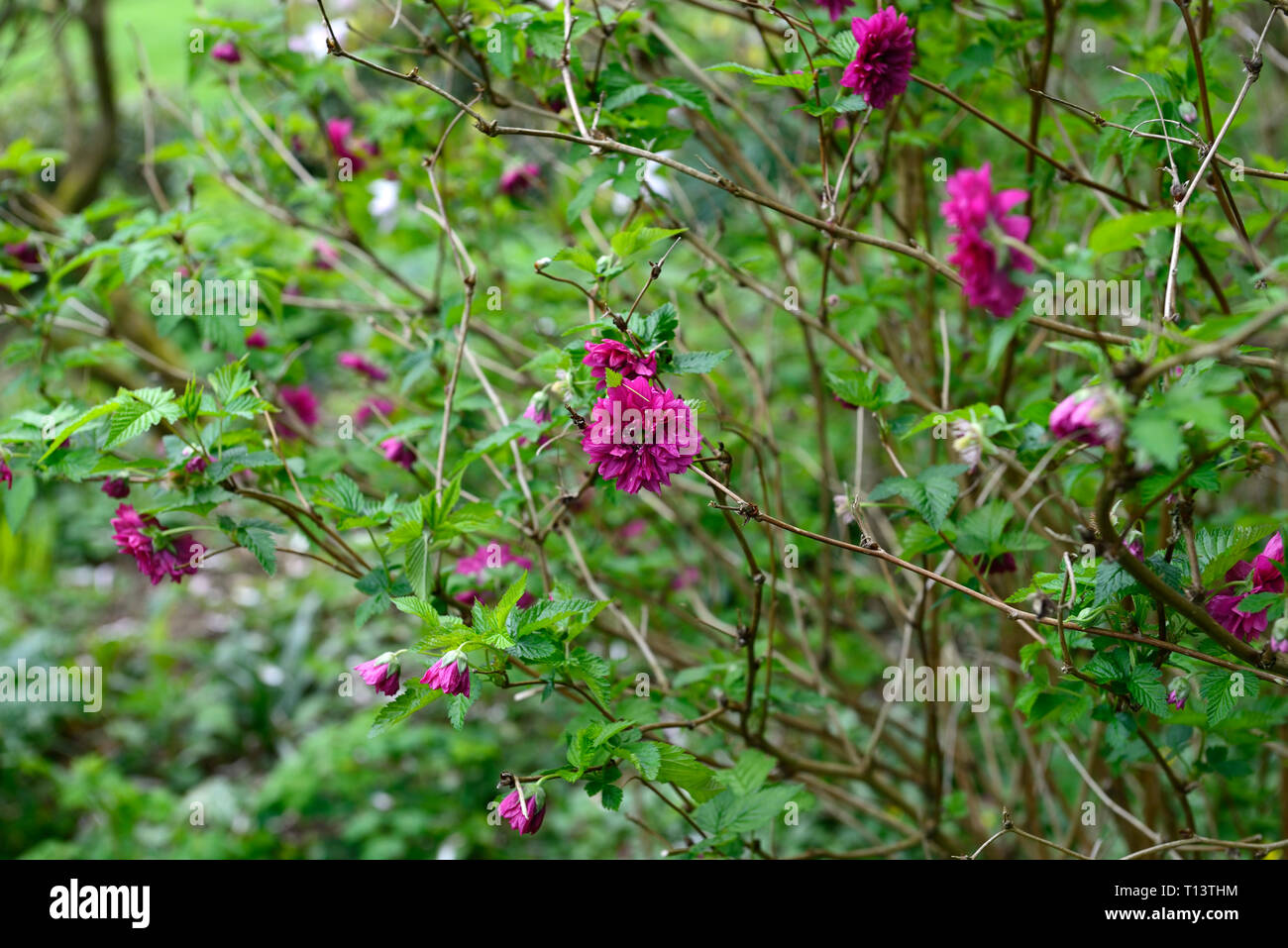 Rubus spectabilis flore pleno,double olympique,ronce remarquable, violet-rose fleurs,fleurs,fleurs,arbustes,formation,fourrés arbustifs,printemps,fleurs,fleurs,,bleu ... Banque D'Images