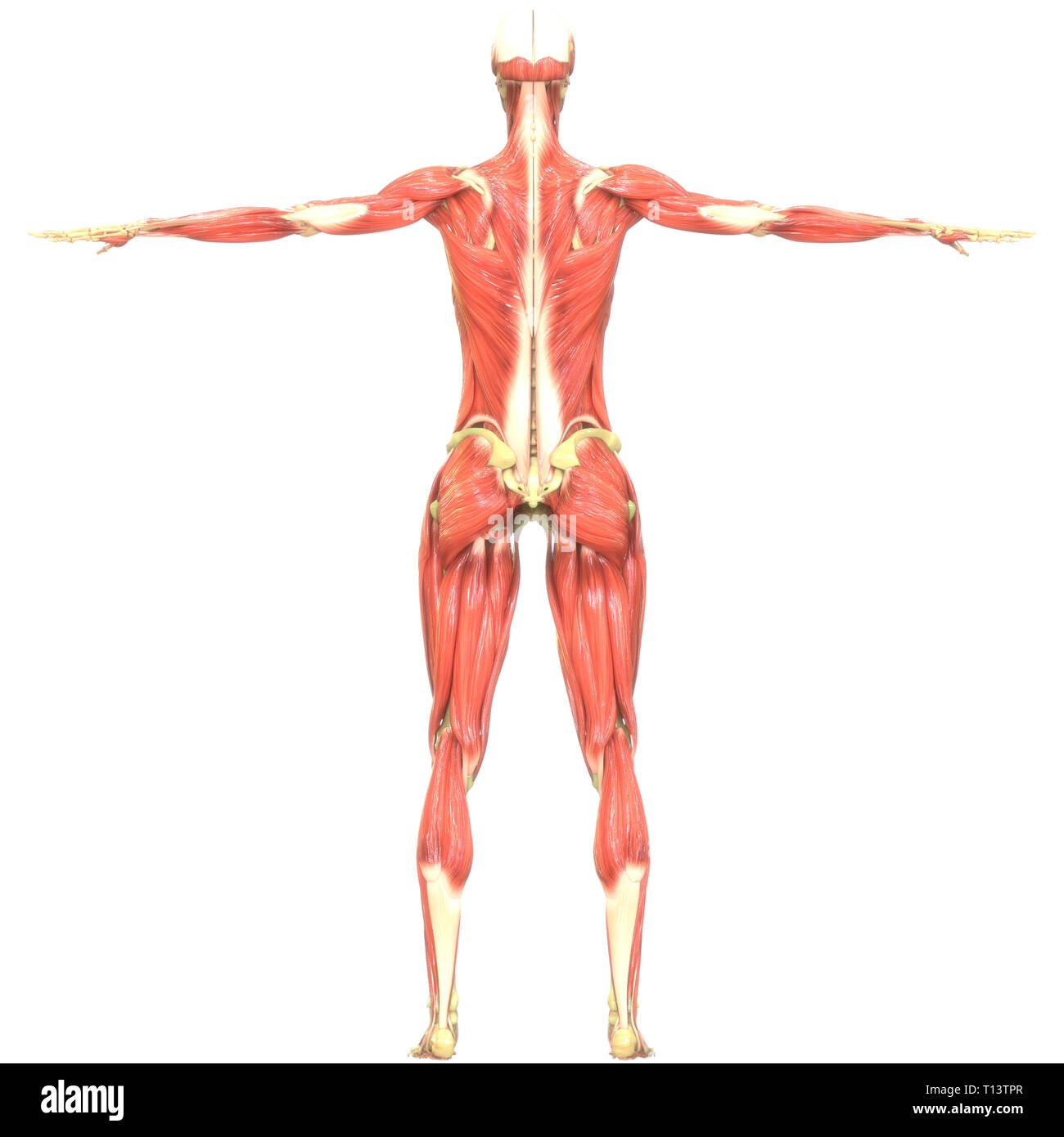 Anatomie des muscles du corps humain Banque D'Images