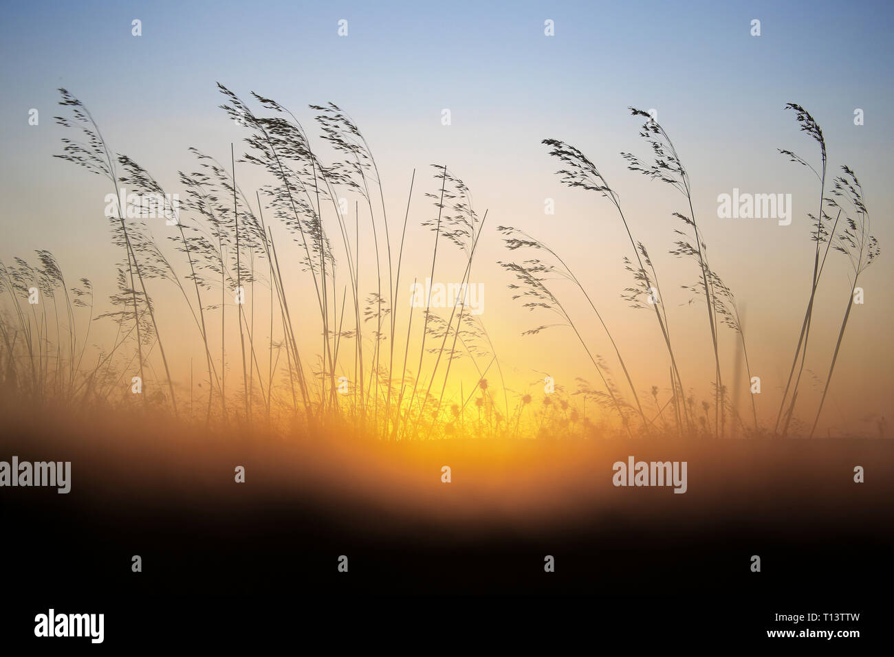 Reed au lever du soleil Banque D'Images