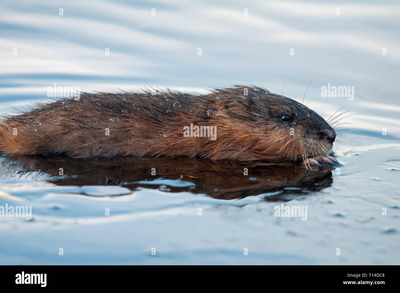 Portrait de rat musqué dans la glace de l'eau froide Banque D'Images