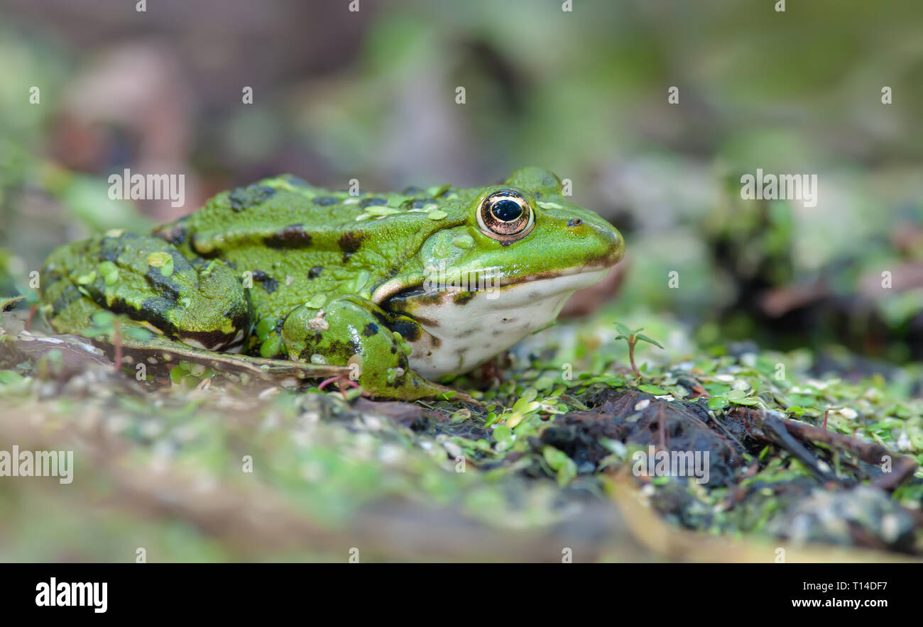 Grenouille des marais portant sur une rive verte Banque D'Images