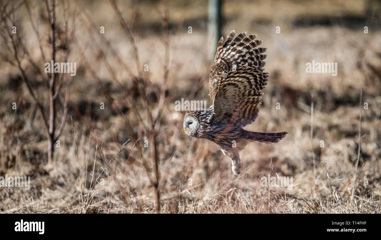 Chouette de l'Oural (Strix uralensis) voler près du sol montrant le tarse à plumes avec un arrière-plan flou artistique Banque D'Images