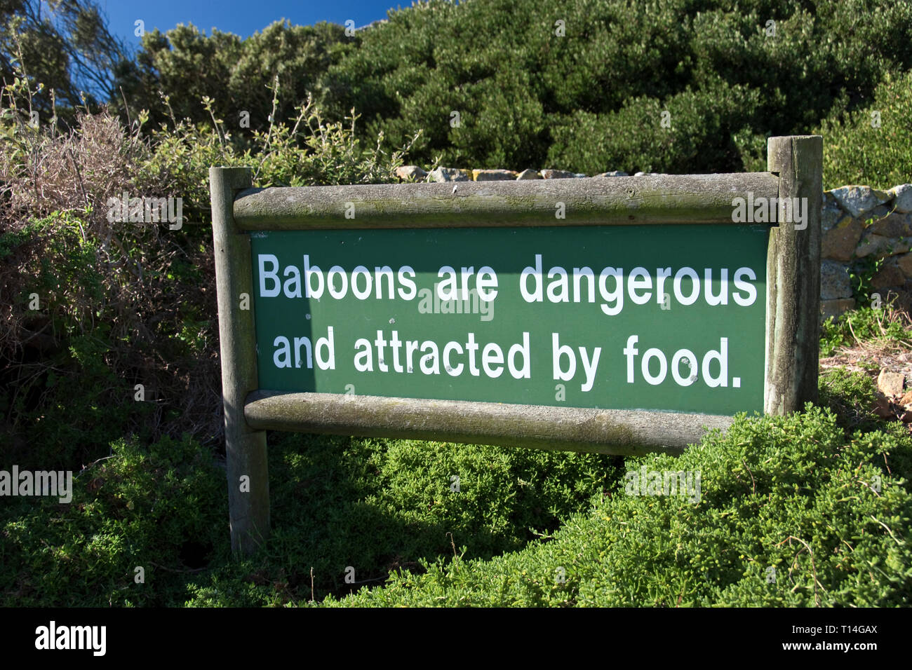 Babouin dangereuse avertissement au Cape Point Lighthouse, dans le Parc National de Table Mountain, sur le Cap de Bonne Espérance, en Afrique du Sud. Banque D'Images