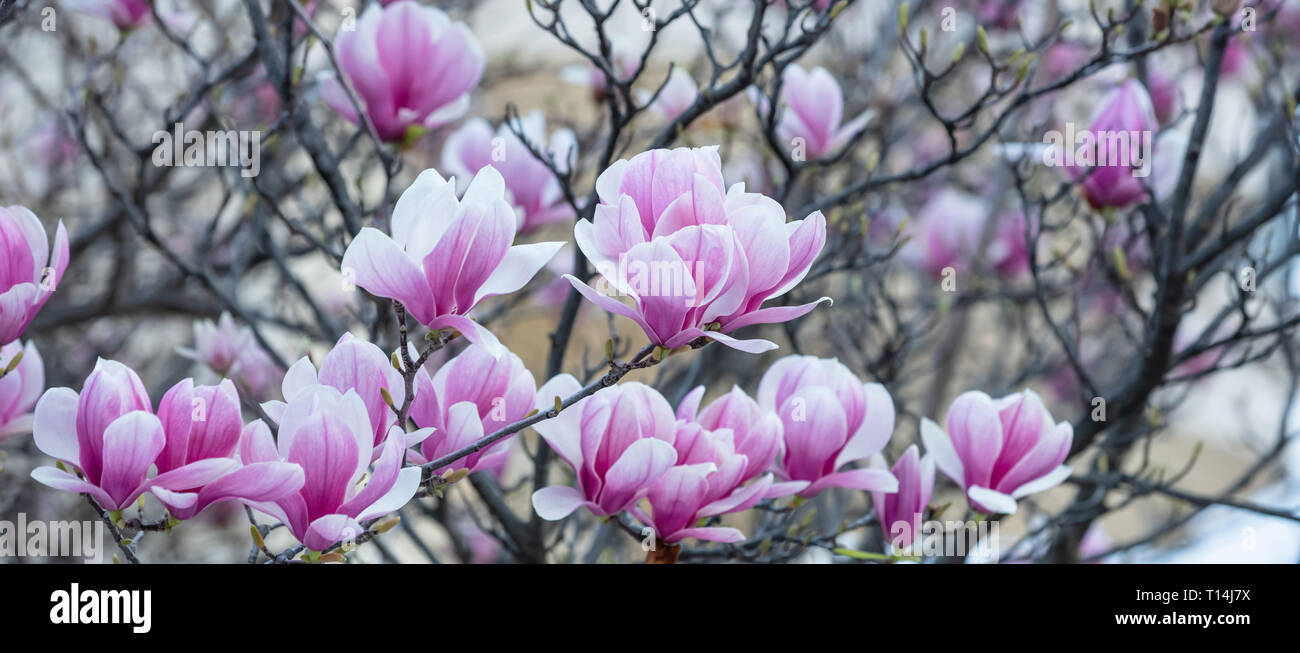 Printemps, temps de Pâques. Magnolia fleurs vue rapprochée, la bannière Banque D'Images