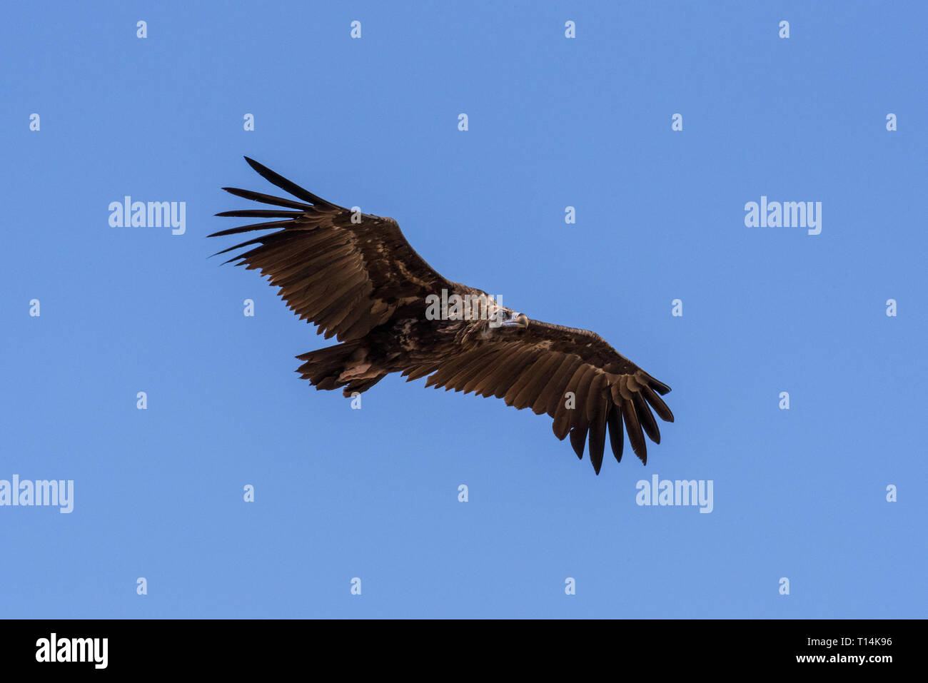 Cinereous Vulture. L'oiseau vole et à la recherche de proies. Chyornye zemli (terres noires) Réserve naturelle, Kalmoukie, région, la Russie. (Бурый гриф Чёрный) Banque D'Images