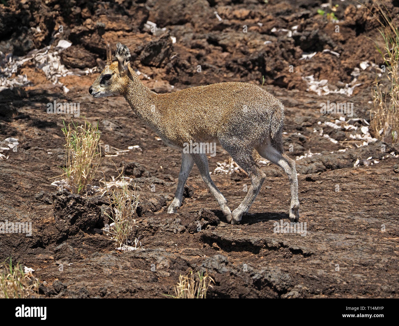 (Oreotragus oreotragus mâle Klipspringer) un pays sec avec antilope manteau épais marche sur la pointe des pieds sur des coulées de lave de l'Ouest de Tsavo NP, le Kenya,Afrique Banque D'Images