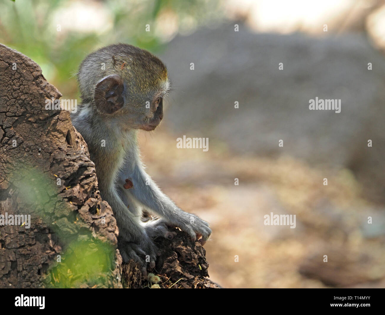 Mignon Petit Bebe Singe Chlorocebus Pygerythrus Avec De Grandes Oreilles Accroupi Sur Rochers Seul A Ressorts De Mzima Np Tsavo Ouest Kenya Afrique Photo Stock Alamy Mignon Petit Bebe Singe Chlorocebus Pygerythrus Avec De Grandes Oreilles Accroupi Sur Rochers Seul A Ressorts De Mzima Np Tsavo Ouest Kenya Afrique Photo Stock Alamy