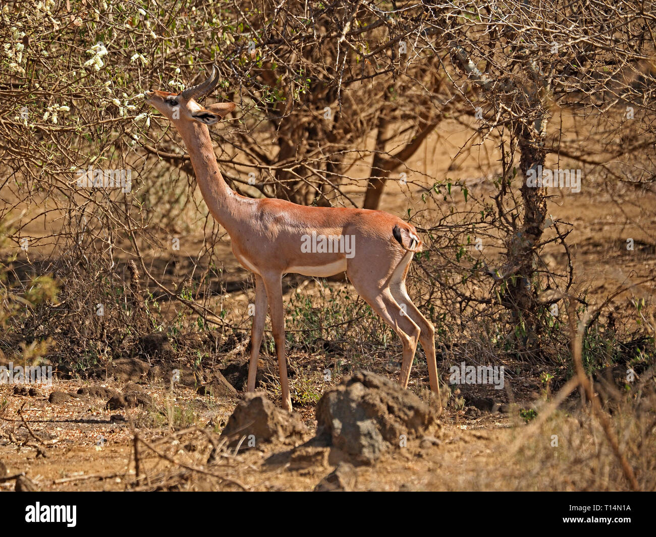 Homme Gerenuk ou gazelle girafe (Litocranius walleri) un long col pays sec navigation antilope à Tsavo West NP, le Kenya,Afrique Banque D'Images