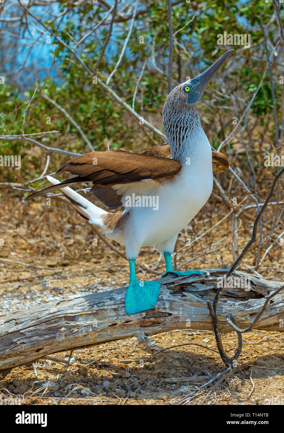 Un bleu pieds rouges (Sula nebouxii) sur l'île de Espanola dans le parc national des Îles Galapagos, l'océan Pacifique, l'Equateur. Banque D'Images