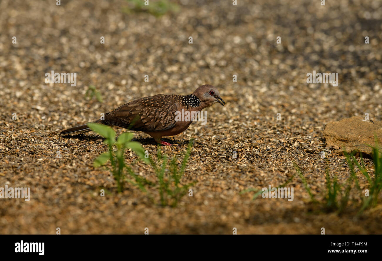 Spotted dove est un petit pigeon à queue longue et c'est un résident commun des oiseaux nicheurs dans son territoire naturel sur le sous-continent indien Banque D'Images