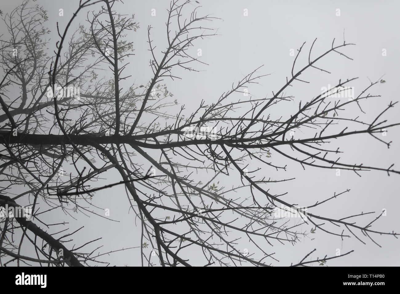 Montagne Taishan arbres en hiver Banque D'Images