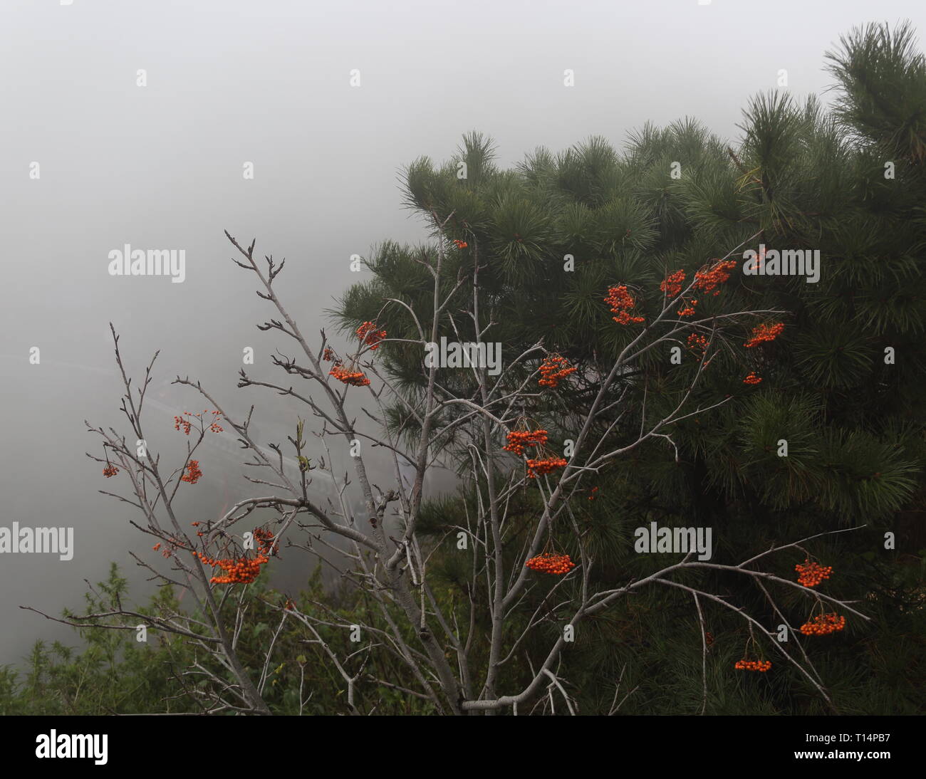Fleurs de Montagne Taishan en hiver Banque D'Images