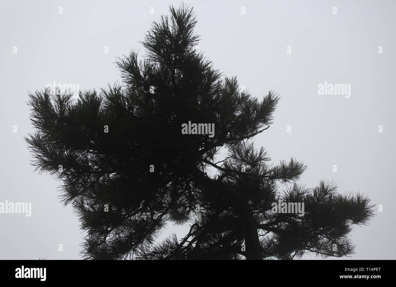 Montagne Taishan arbres en hiver Banque D'Images