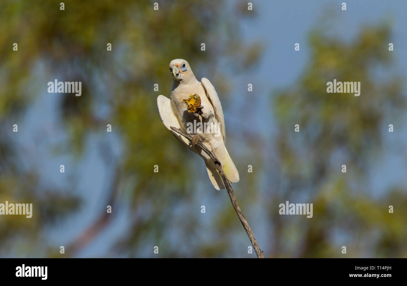 Peu de Corella, Cacatua sanguinea, perché dans un arbre se nourrissant d'un petit melon alors que perché sur une branche dans l'ouest du Queensland Australie outback Banque D'Images