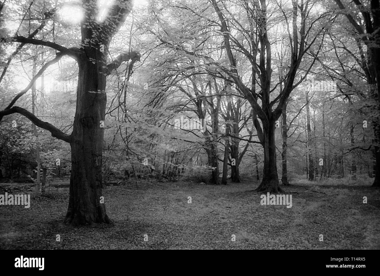 Chemin forestiers dans l'Ouest à pied, forêt de Bere, Hampshire, UK : hêtres sur noir et blanc cabine infra-rouge, filmstock avec sa structure de grain proéminent, à contraste élevé et lumineux brillant feuillage. Banque D'Images
