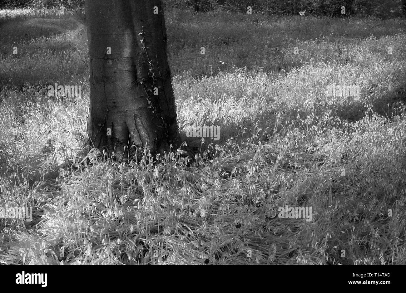Un "souffle" de bluebells à West à pied, forêt de Bere, Hampshire, UK sur noir et blanc cabine infra-rouge, filmstock avec sa structure de grain proéminent, à contraste élevé et lumineux brillant feuillage. Banque D'Images