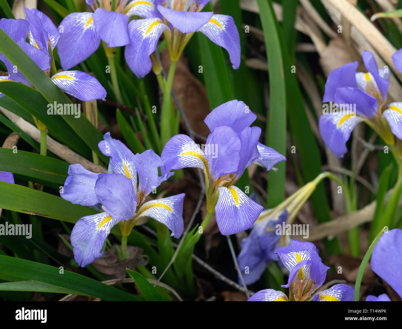 Iris Iris douglasiana Douglas Banque D'Images