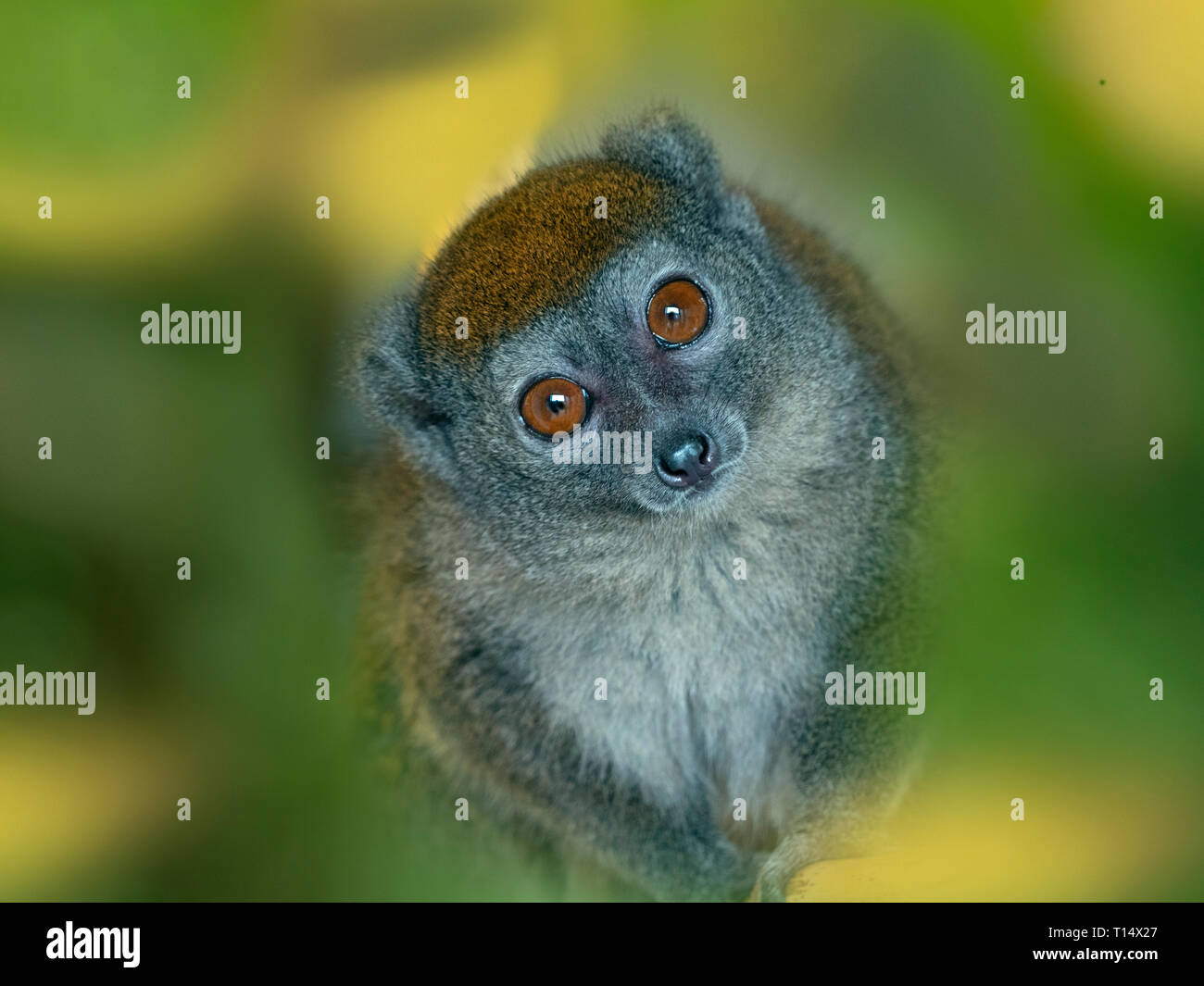Western moindre Hapalémur Hapalemur occidentalis également connu sous le nom de l'hapalémur du nord ouest ,doux,lemur moindre Sambirano hapalémur Banque D'Images